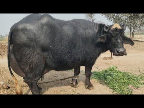 ظفرعلی بلوچ404گ ب|02بھینسیں| 15جنوری2026 Pure Nili  Ravi Buffalo For Sale on Eitfaaq