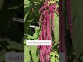 Everything You Need To Know To Grow AMARANTH In Less Than 60 Seconds