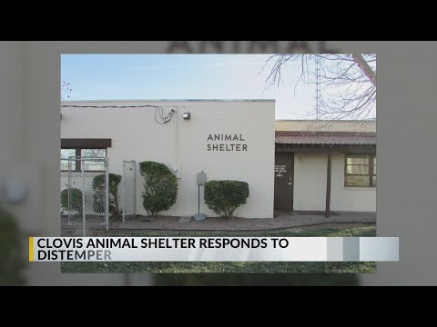 Clovis animal shelter dealing with distemper outbreak