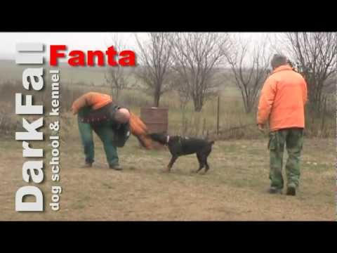 Fanta Betelges - first time biting jacket