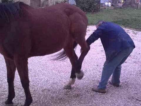 Dolore cintura addominale e le cause bassa della schiena Hoff ginocchio malattia articolare come trattare
