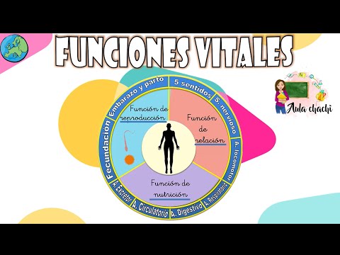 Funciones Vitales | Aula chachi - Vídeos educativos para niños