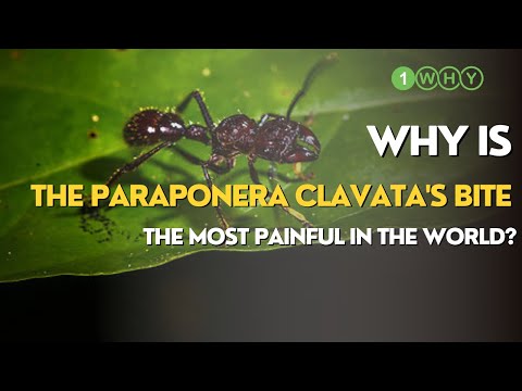 Why is the Paraponera clavata's bite the most painful in the world?  | 1000 Why