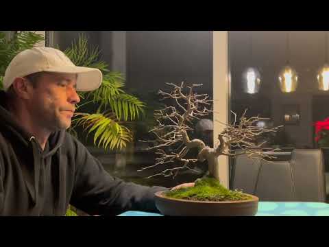 🇩🇪 Winterschnitt von Laubbäumen