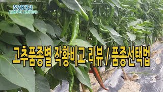 고추품종별 작황비교 리뷰 / 고추품종선택법 [시골농부 천하대감]
