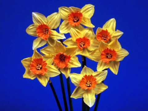 Nikolina Stojanovska - Janke le Janke ubava