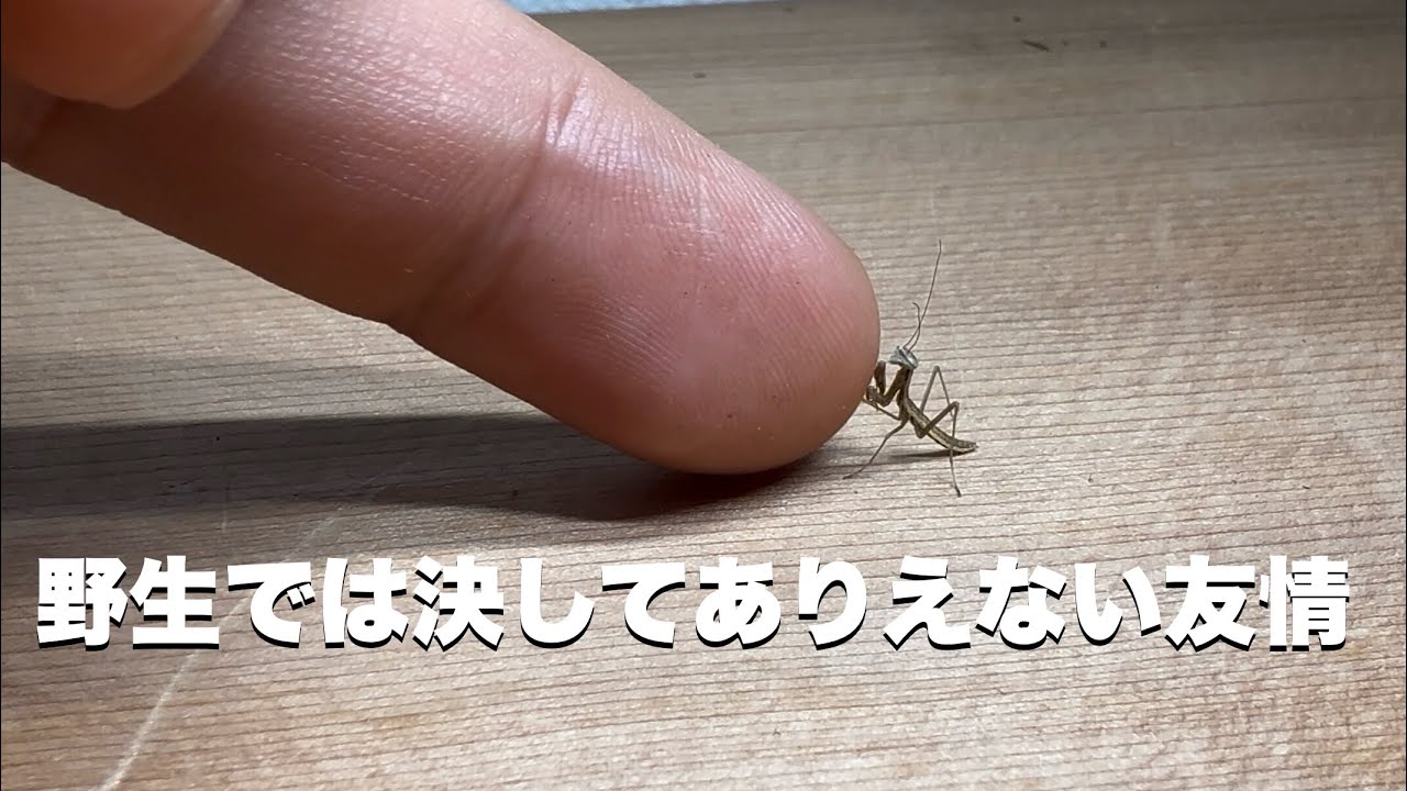 #1 人間と赤ちゃんカマキリの生活がはじまった 