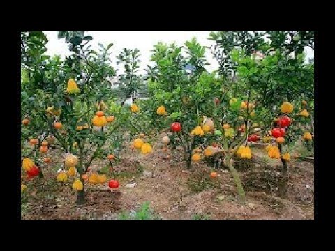WOW! Amazing Agriculture Technology Hybrid Fruits and Vegetables -2017