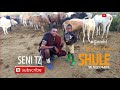 SHULE YA NG OMBE LIMBU LUCHAGULA GUEST YA GAMBI 2025 MSAMBAZAJI SENI TZ