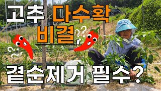 고추 다수확 비결은? 곁순제거 해줘야할까? 고추 농사 고추재배