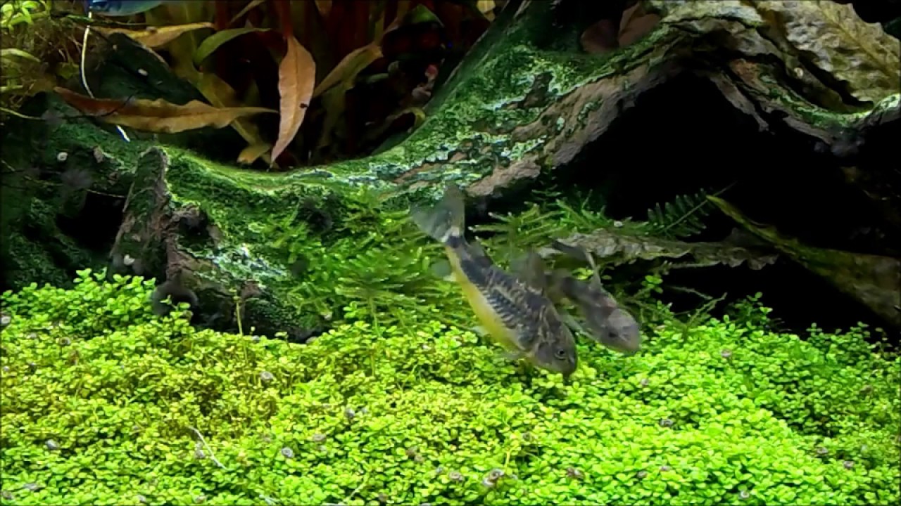 Historia mojego mchu! Czyli... skąd wziąć mech za darmo!