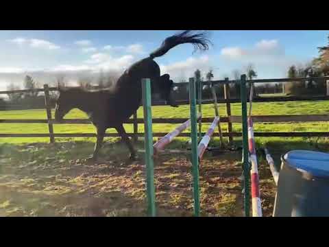 Four Year Old Irish Sport Horse Gelding byAcorad 3 - Image 2