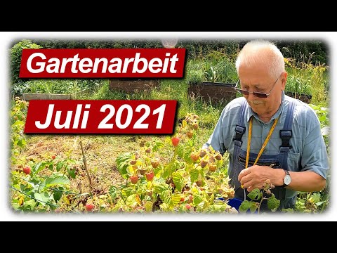 Gartenarbeit Juli | Himbeeren Ernte mit Opa, Gurken anbauen