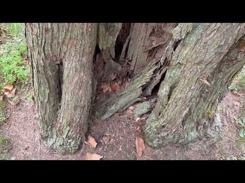 Carpenter Ants Been Infesting Tree for a While in Fords, NJ