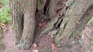 Watch video: Carpenter Ants Been Infesting Tree for a...