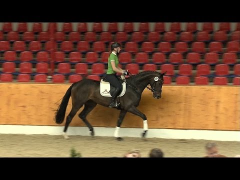 Admira St v Benetton Dream x Fuerst Heinrich