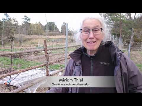 Potatisuppropet: odla utan att gräva