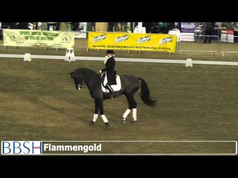 Dressage Stallions at the BBSH Stallion Event - Hartpury 2013