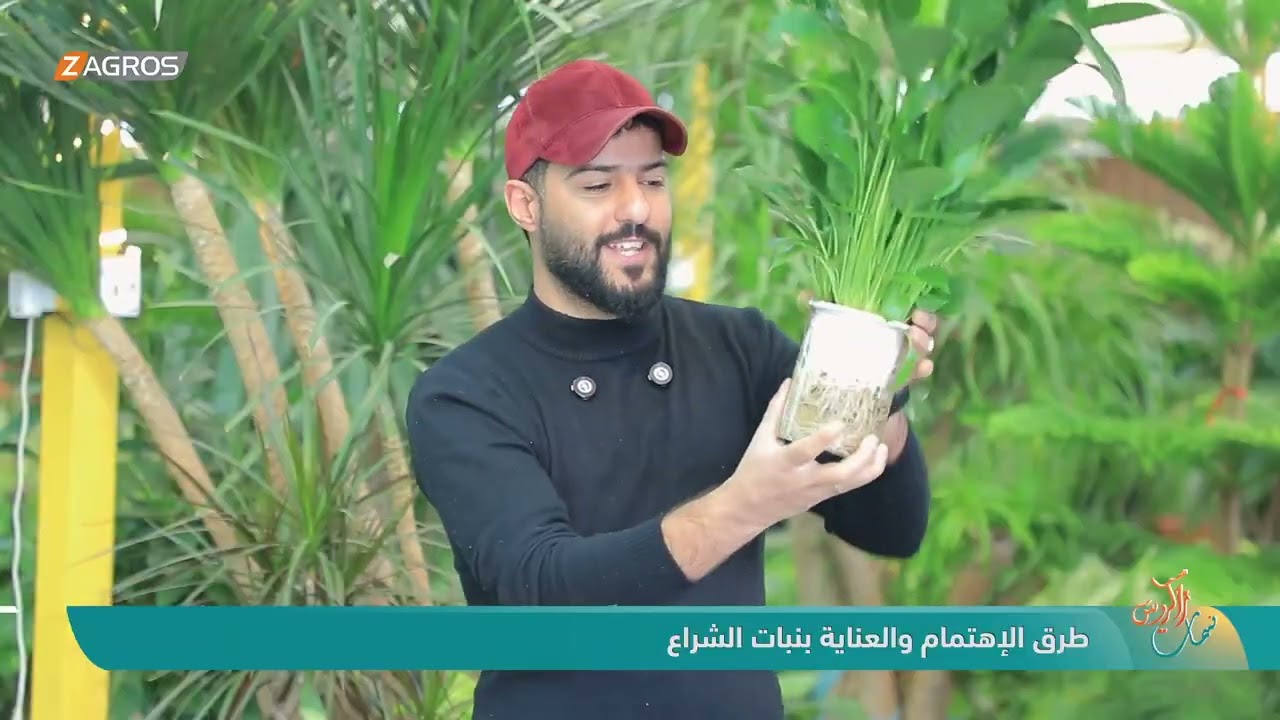 فيديو | طرق الاهتمام والعناية بنبات الشراع | نسمات زاكروس