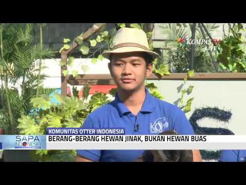 Pijat titik potensi penguatan Anggota terkecil dari berat kecil