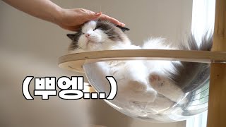 고양이 세계에서 서열 꼴찌가 되는 이유