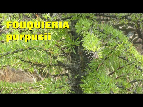 download lagu mp3 mp4 Fouquieria, download lagu Fouquieria gratis, unduh video klip Fouquieria