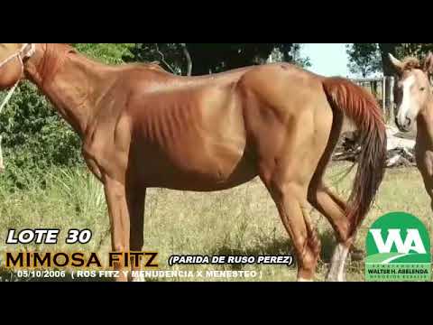 Lote MIMOSA FITZ