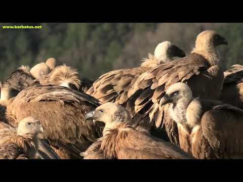 BUITRE LEONADO | GRIFFON VULTURE | Gyps fulvus