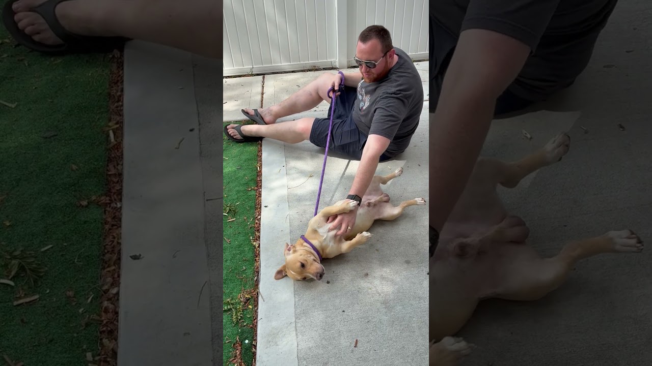 Enlarge Meatloaf, a Adoptable Dachshund in Chicago, IL video 6/6