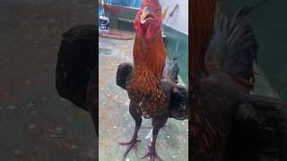 Download lagu BEBERAPA FAKTOR AYAM BISA NGOS NGOSAN #sundafarm mp3