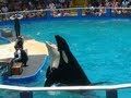 40 Years in a Barren Tank, Lolita the Orca Waits for ...