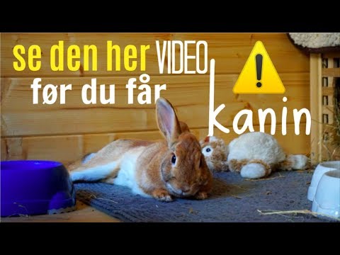 , title : 'Se Den Her Video Før Du Får Kanin!'