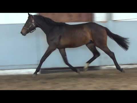 Hof Brüning - 2-jähriger Hengst v. Jaguar  Mail - Contendro I - Heraldik xx