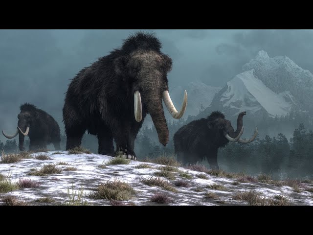 Vídeo relacionado con Los gatos más grandes En el mundo libro para niños: Gran manera de conocer a los grandes felinos del mundo.