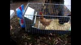 Chicken Powered Treadle Feeder - australian made in rural victoria