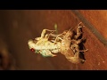 Moulting Cicada - time lapse video of cicada shedding its skin - Backyard Zoology
