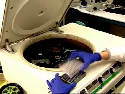 OriGene Protocol: TissueScan qPCR Arrays