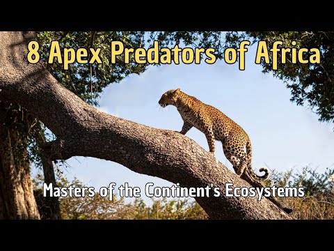 🐆 8 Apex Predators of Africa 🐊 Masters of the Continent's Ecosystems 🐘