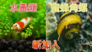 用 DIY 冷水機來養水晶蝦 蜜蜂角螺幫忙除藻 | crystal shrimps and Beehorn snail into nano tank with DIY Peltier cooler