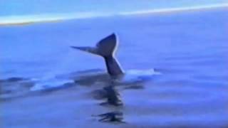 Nemesis - The first sea