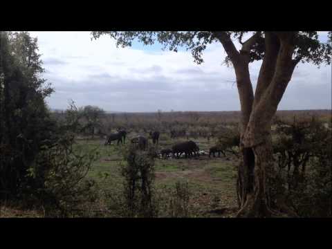 Elefantenherde am Wasserloch an der S58 im Krüger Park, Südafrika
