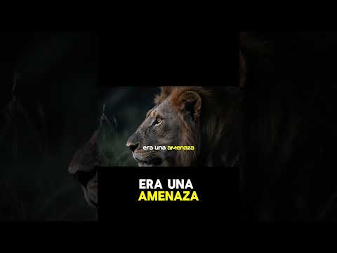 SOBREVIVIR SOLO EN LA HABANA, el viaje del león cachorro