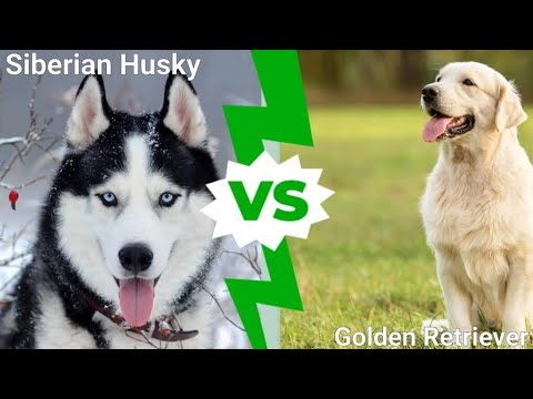 golden retriever vs husky which dog breeds is loyal in kannada