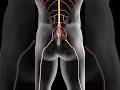 The Cause of Sciatica!
