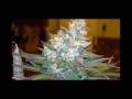 Midnite {Weed Burn} - jahfireal Midnite {Weed Burn}