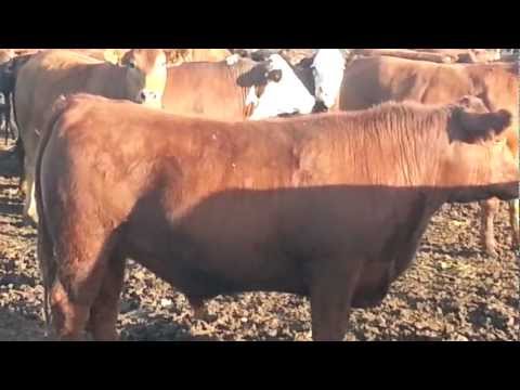 Novillos exportación La Lucia