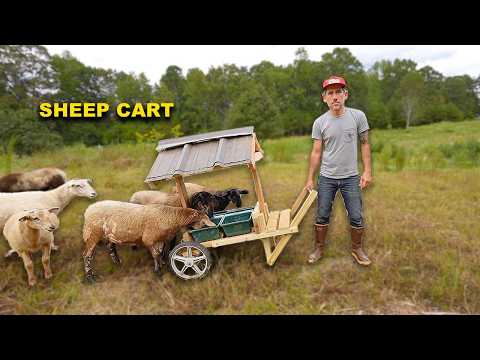 Building a Sheep Mineral Feeder to Move On Pasture