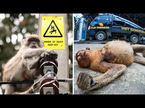 Naive Monkeys Get Electrocuted After Touching An Electric Pole