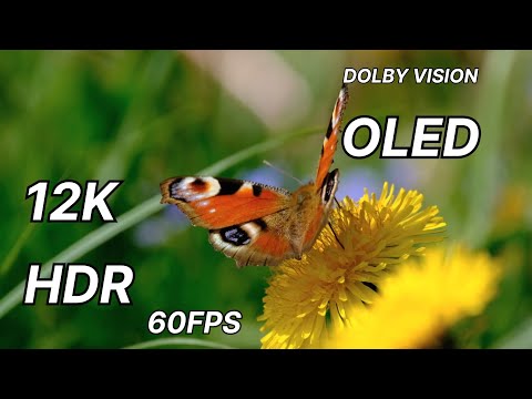 UNIQUE ANIMALS COLLECTION - 8.K (6.0.FP.S) ULTRA HD - With Nature Sounds animal an.d bard