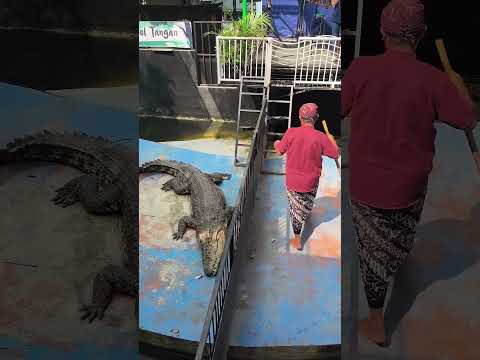 Buaya predator